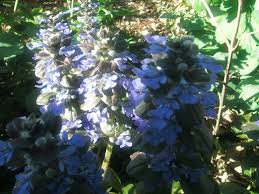 Attēlu rezultāti vaicājumam “Ajuga genevensis”