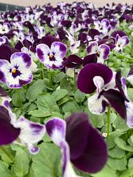 Attēlu rezultāti vaicājumam “Viola uliginosa flower”