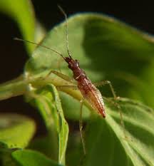 Attēlu rezultāti vaicājumam “Nabidae”