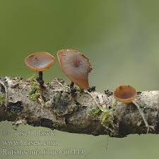 Attēlu rezultāti vaicājumam “Rutstroemia firma”