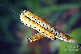 Attēlu rezultāti vaicājumam “Yponomeutidae”