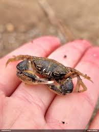 Attēlu rezultāti vaicājumam “Fuligo licentii”