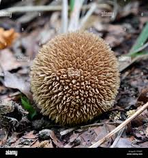 Attēlu rezultāti vaicājumam “Lycoperdon echinatum”