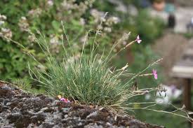 Image result for Steinnelke