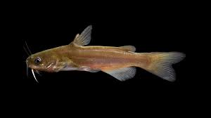 Image result for Ameiurus catus