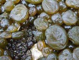 Attēlu rezultāti vaicājumam “Nostoc pruniforme cells”