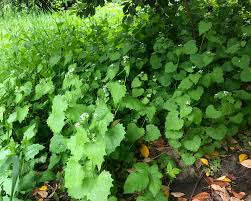 Attēlu rezultāti vaicājumam “Alliaria petiolata leaf”