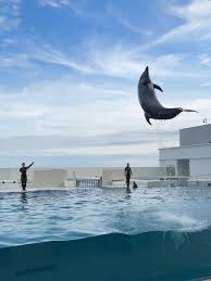 Image result for Dolphin Sub Aqua