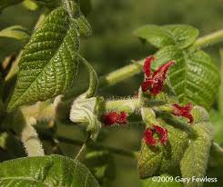 Attēlu rezultāti vaicājumam “Juglans cinerea flower”