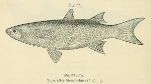 Image result for Chelon saliens