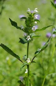 Attēlu rezultāti vaicājumam “Galeopsis tetrahit flower”