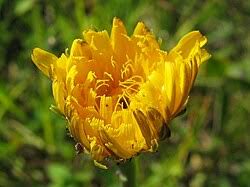 Attēlu rezultāti vaicājumam “Hypochaeris maculata flower”