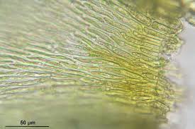 Attēlu rezultāti vaicājumam “Platygyrium repens”