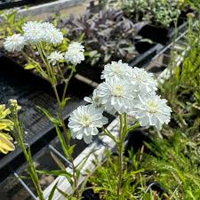 Image result for Achillea Ptarmica