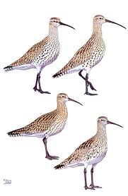 Image result for Numenius tenuirostris