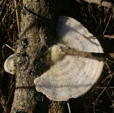 Attēlu rezultāti vaicājumam “Trametes hirsuta”