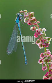 Attēlu rezultāti vaicājumam “Coenagrion pulchellum male”