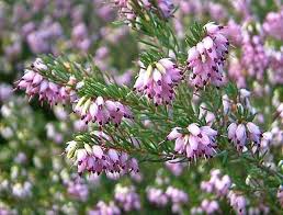 Attēlu rezultāti vaicājumam “Erica x darleyensis flower”