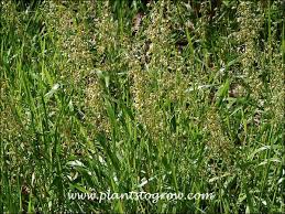 Attēlu rezultāti vaicājumam “Hierochloe odorata flower”