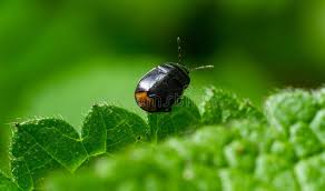 Attēlu rezultāti vaicājumam “Cydnidae”