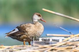 Image result for Netta rufina