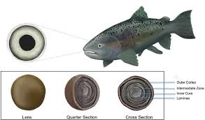 Image result for Oncorhynchus tshawytscha