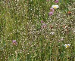 Attēlu rezultāti vaicājumam “Deschampsia flexuosa bud”