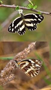 Attēlu rezultāti vaicājumam “Zygaena filipendulae exuvia”