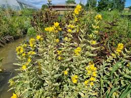 Attēlu rezultāti vaicājumam “Lysimachia punctata”