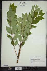 Attēlu rezultāti vaicājumam “Phellodendron amurense bud”