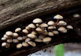 Attēlu rezultāti vaicājumam “Mycena filopes”