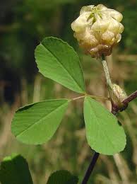 Attēlu rezultāti vaicājumam “Trifolium dubium fruit”