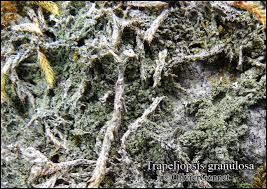 Attēlu rezultāti vaicājumam “Trapeliopsis granulosa”