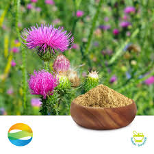 Attēlu rezultāti vaicājumam “Silybum marianum fruit”