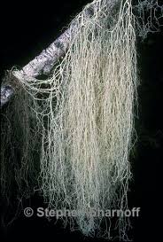 Attēlu rezultāti vaicājumam “Ramalina thrausta”