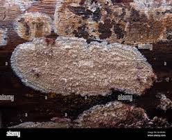 Attēlu rezultāti vaicājumam “Phlebia centrifuga”