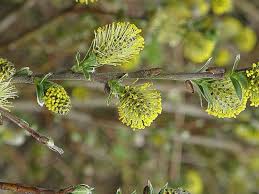 Attēlu rezultāti vaicājumam “Salix repens subsp. rosmarinifolia”