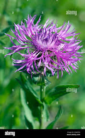 Image result for Centaurea pseudophrygia