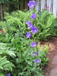 Attēlu rezultāti vaicājumam “Campanula persicifolia leaf”