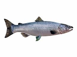 Image result for Salmo zrmanjaensis