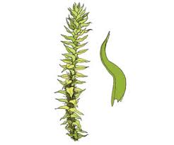 Attēlu rezultāti vaicājumam “Meesia triquetra”