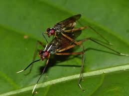 Attēlu rezultāti vaicājumam “Micropezidae”