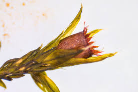 Attēlu rezultāti vaicājumam “Schistidium apocarpum”