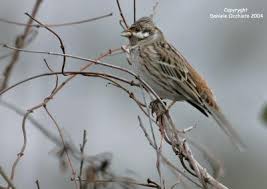 Image result for Emberiza leucocephalos