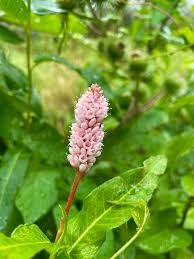 Attēlu rezultāti vaicājumam “Persicaria maculosa flower”