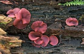 Attēlu rezultāti vaicājumam “Ascocoryne cylichnium”