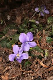 Attēlu rezultāti vaicājumam “Viola canina”