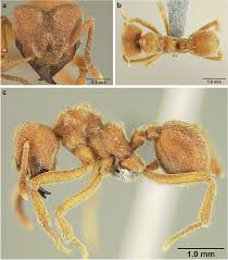 Attēlu rezultāti vaicājumam “Sericomyia sp.”