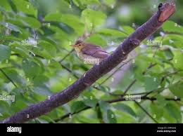 Attēlu rezultāti vaicājumam “Hippolais icterina adult”