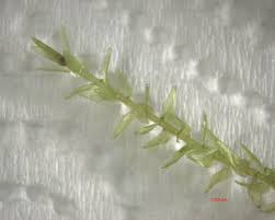 Attēlu rezultāti vaicājumam “Calliergon cordifolium”